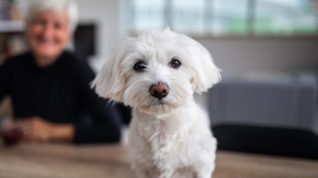 how to figure out how old your dog is