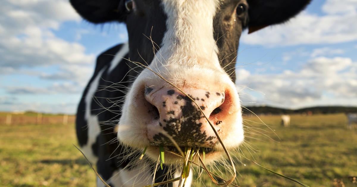 Company produces methane-capturing face mask for cows