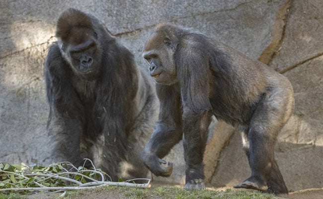 Great Apes At San Diego Zoo Receive First Covid Vaccines