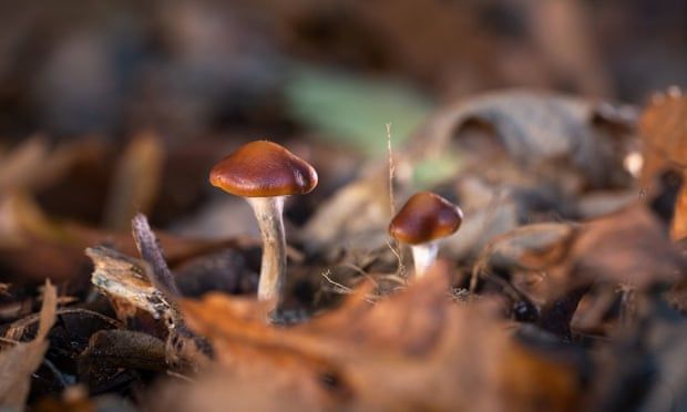 Magic mushrooms show promise in treatment for depression, study says