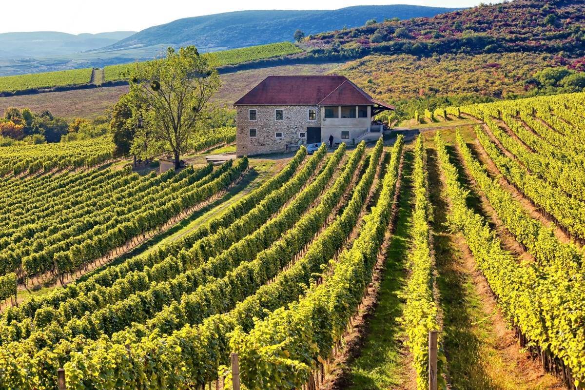 hungary wine vineyard