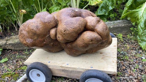 Giant New Zealand potato is not in fact a potato, Guinness World Records rules