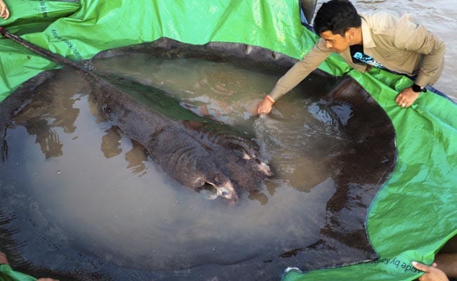 World's Largest Freshwater Fish Caught In Cambodia's Mekong River