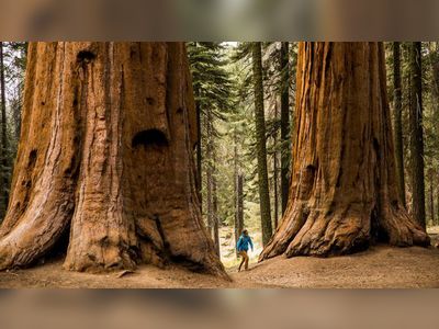 The genetic power of ancient trees