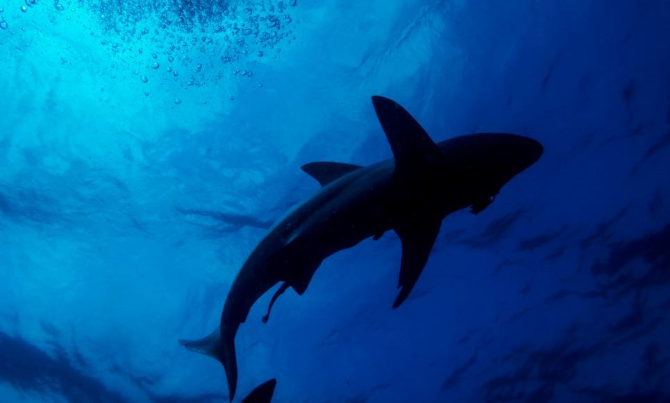 What did the photographer do when he was surrounded by 5 sharks in the Bahamas?