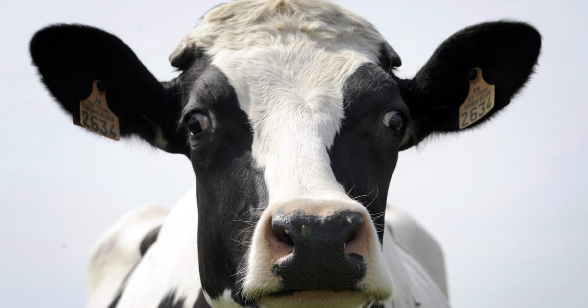 American arrested in Moscow for taking cow for a walk